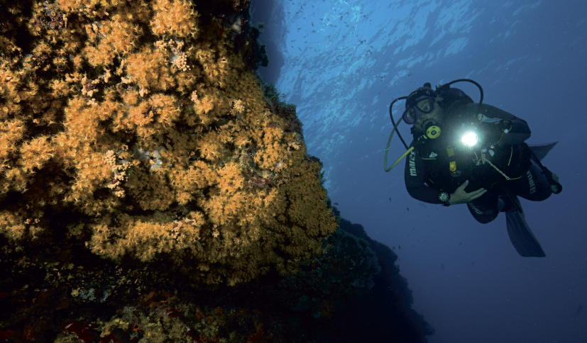 Grave allarme per il coralli del Mediterraneo 